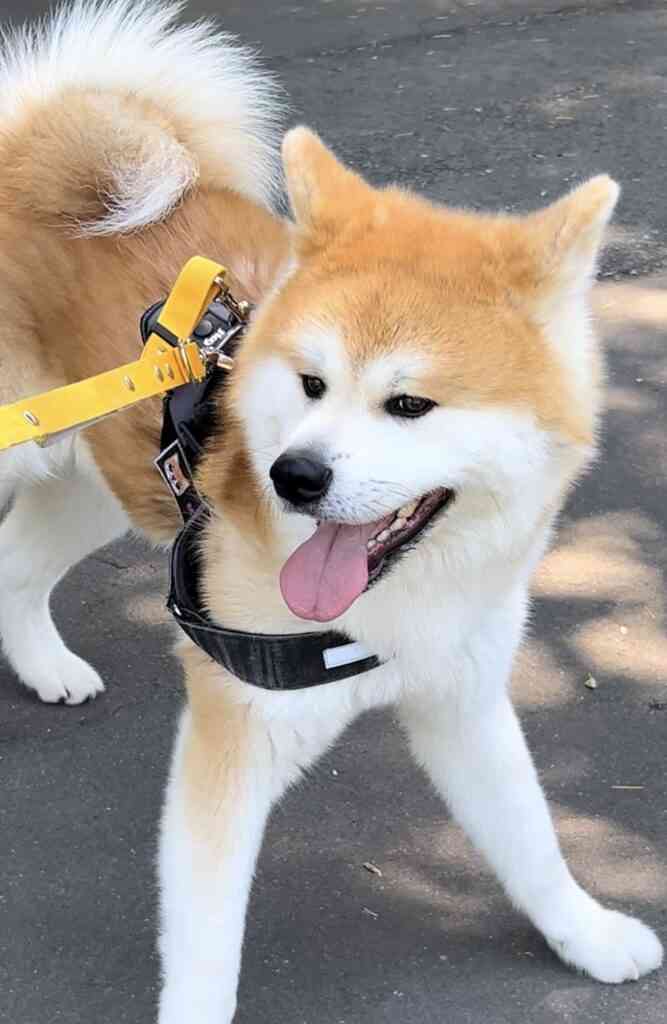 特大秋田犬が2本足でぐいっと直立、飼い主と並んだら