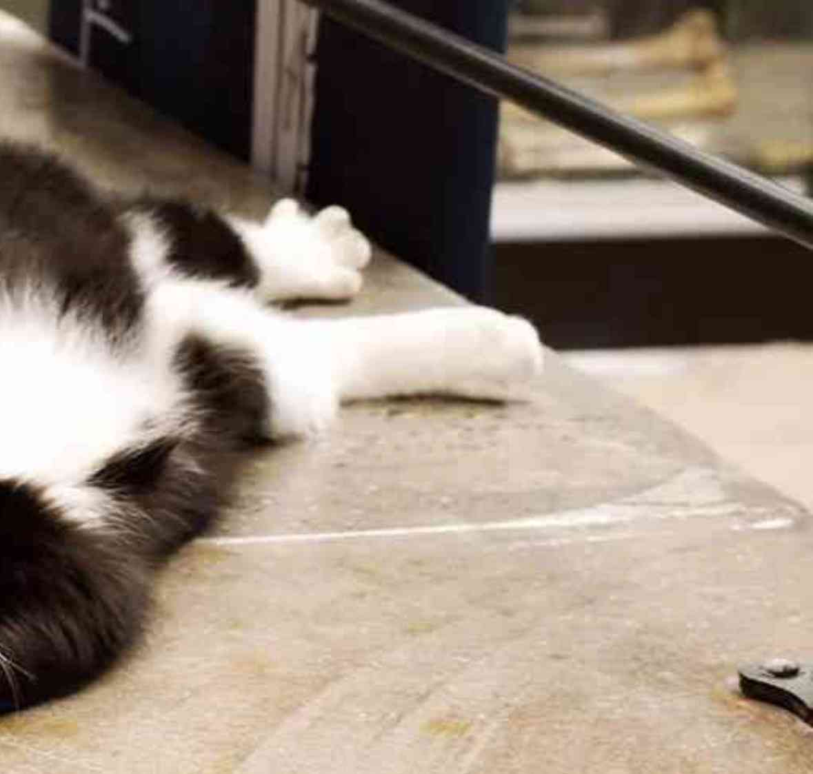 ハチワレ保護猫がニューヨーク骨博物館の警備主任に就任!