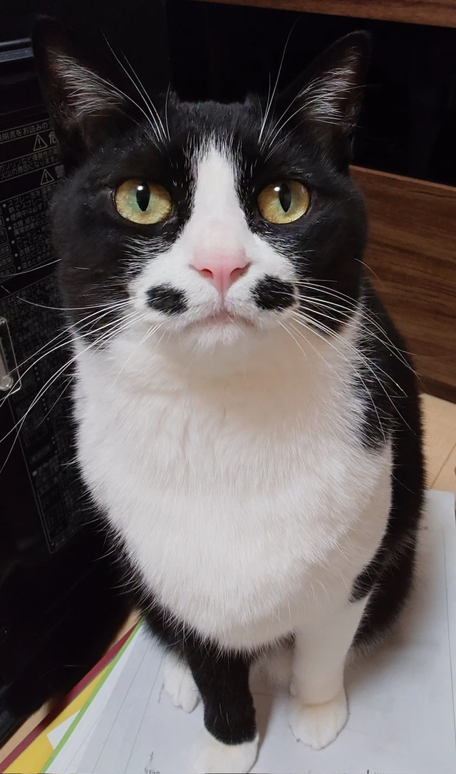 ハチワレ保護猫がニューヨーク骨博物館の警備主任に就任!