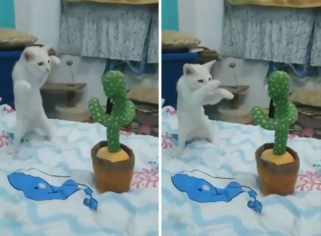 誰かに見てほしい画像をそっと貼るトピ