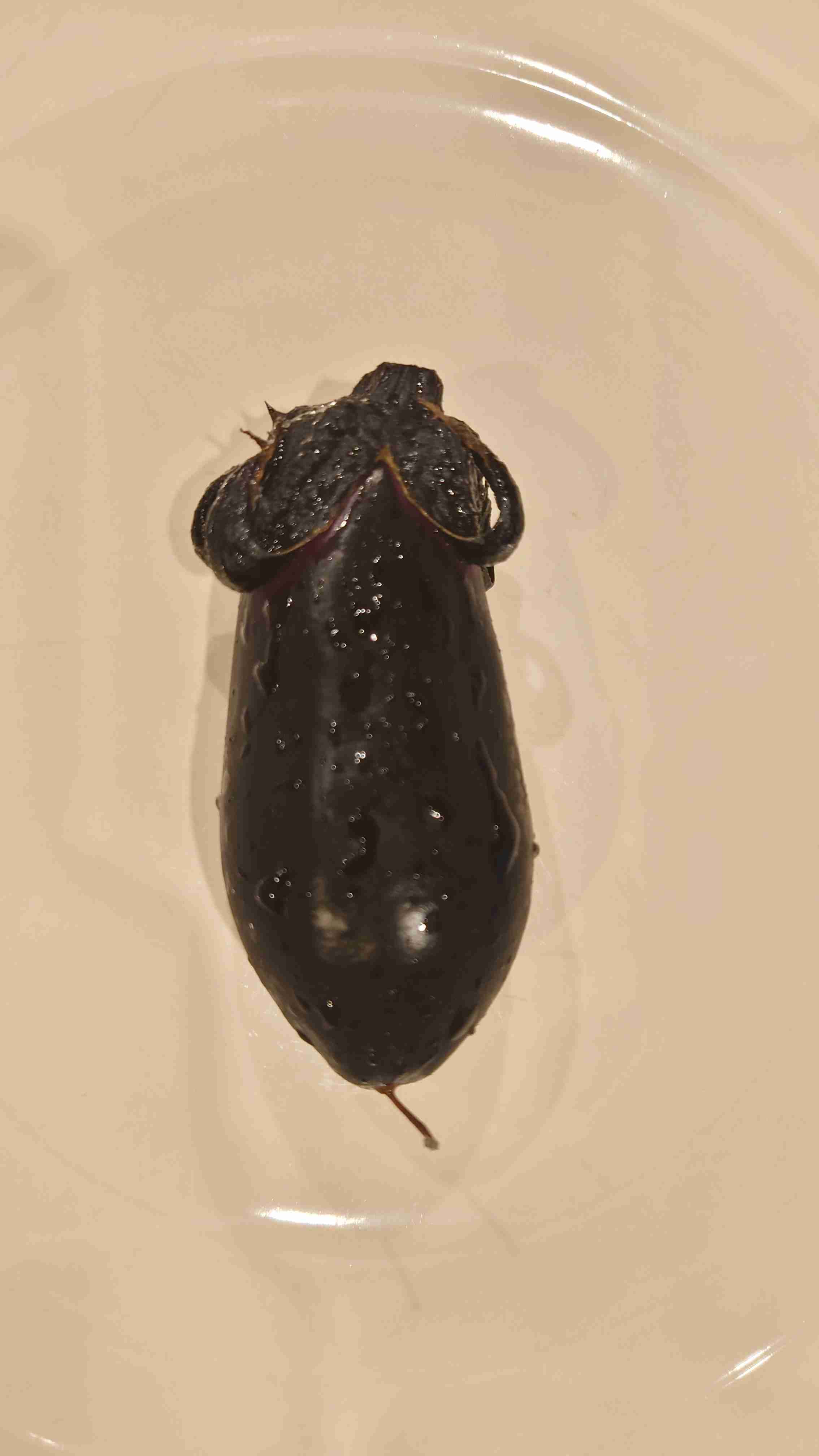 誰かに見てほしい画像をそっと貼るトピ