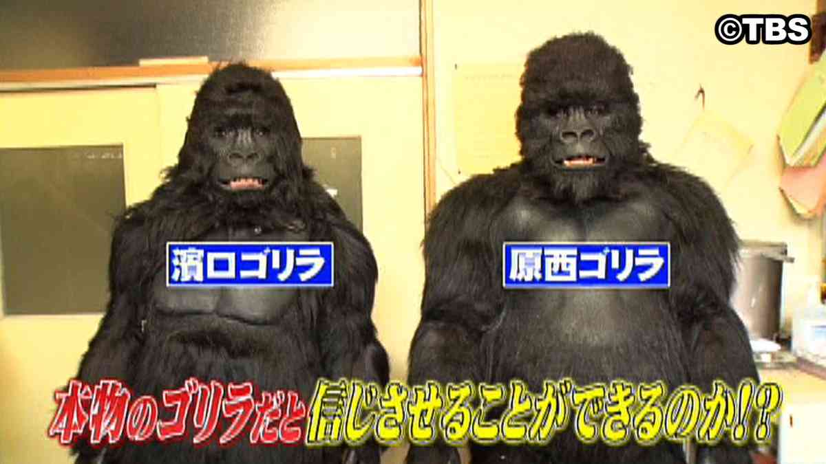 ゴリラが好き❤️