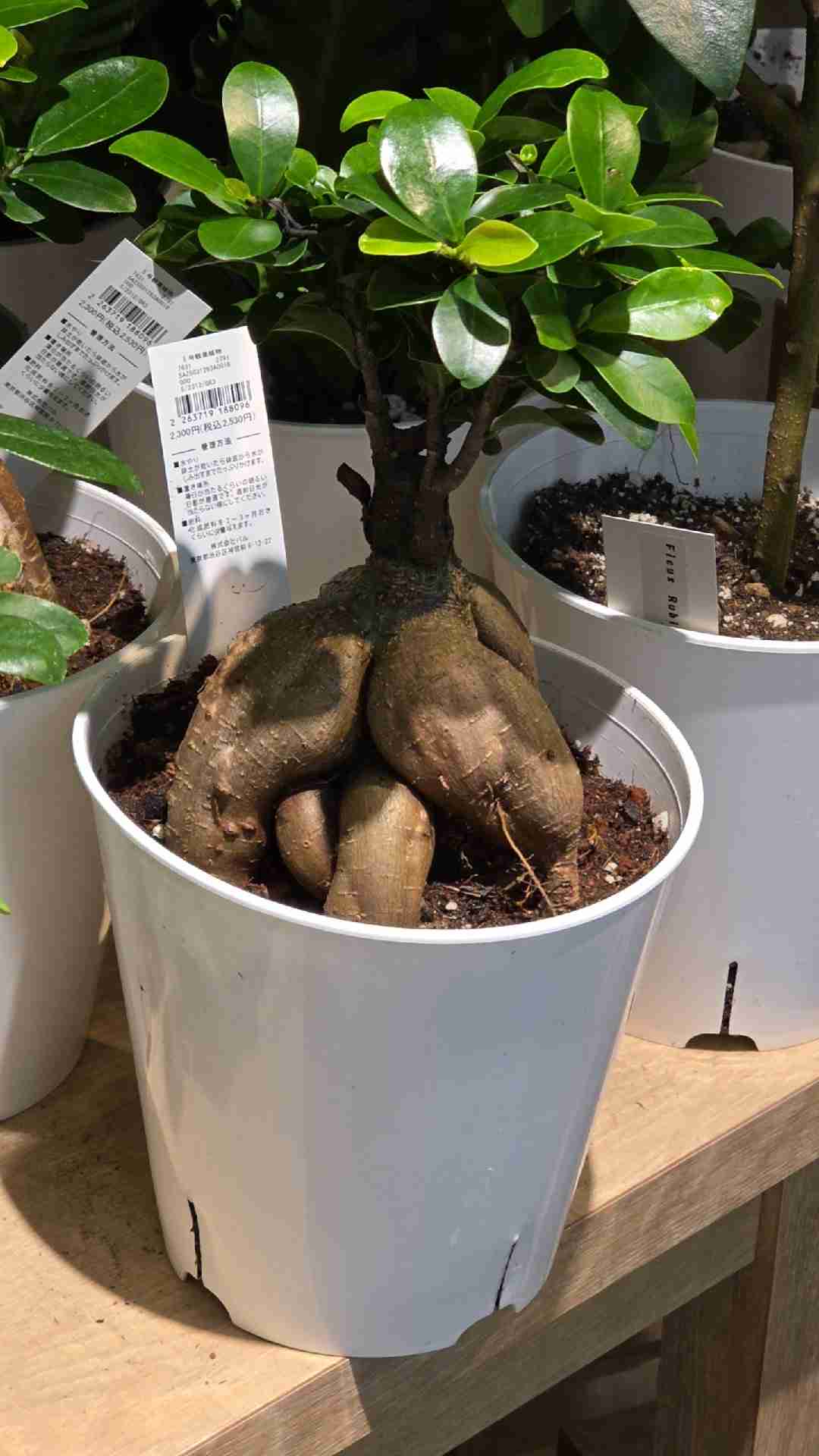【アダルト】セフレの定義