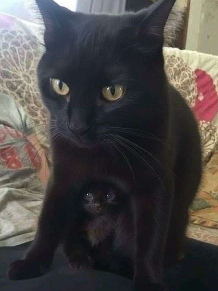 うちの猫が隠れていた場所