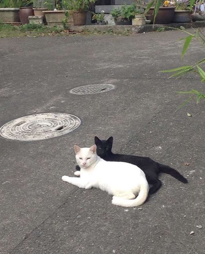 うちの猫が隠れていた場所