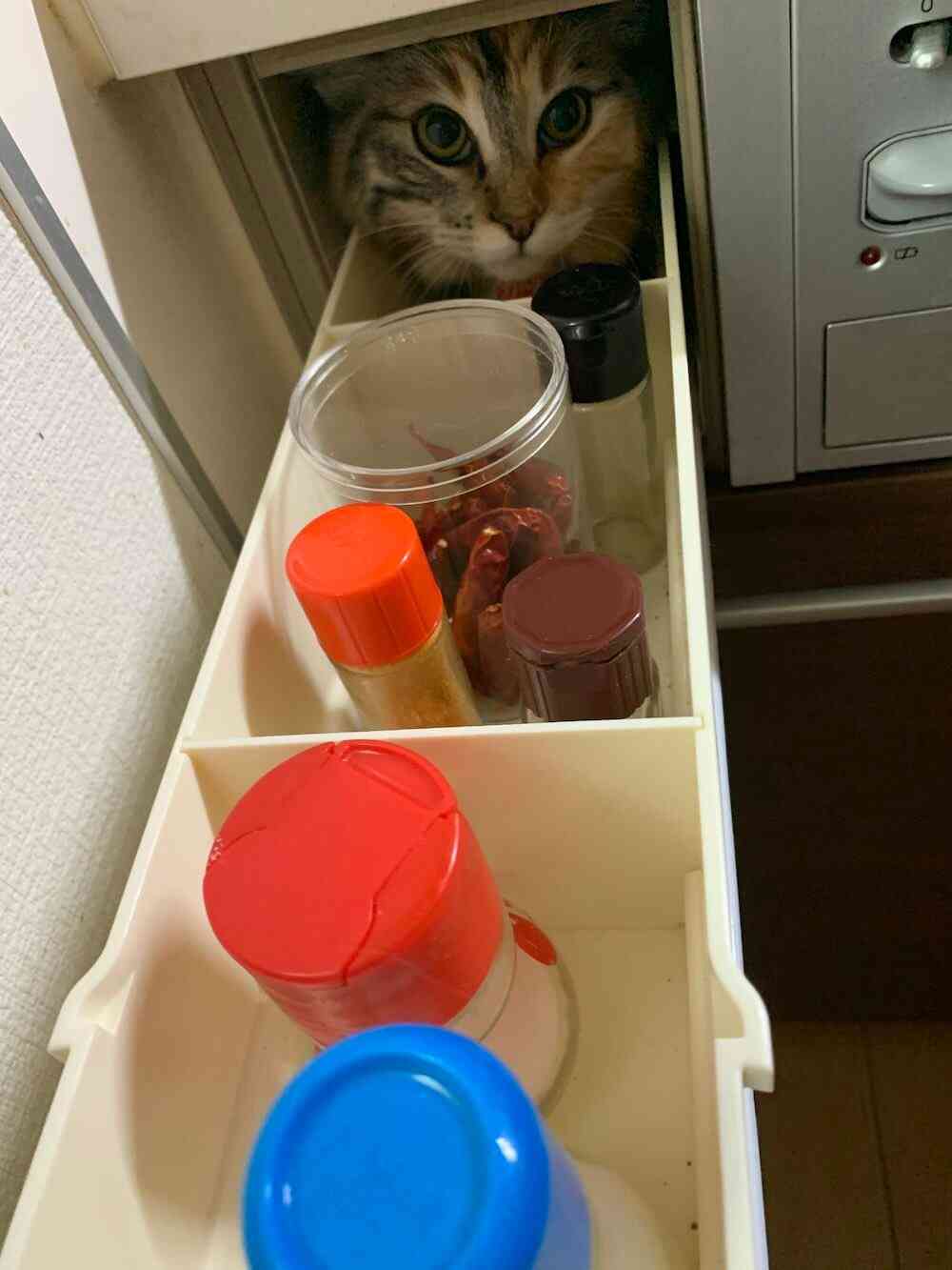 うちの猫が隠れていた場所