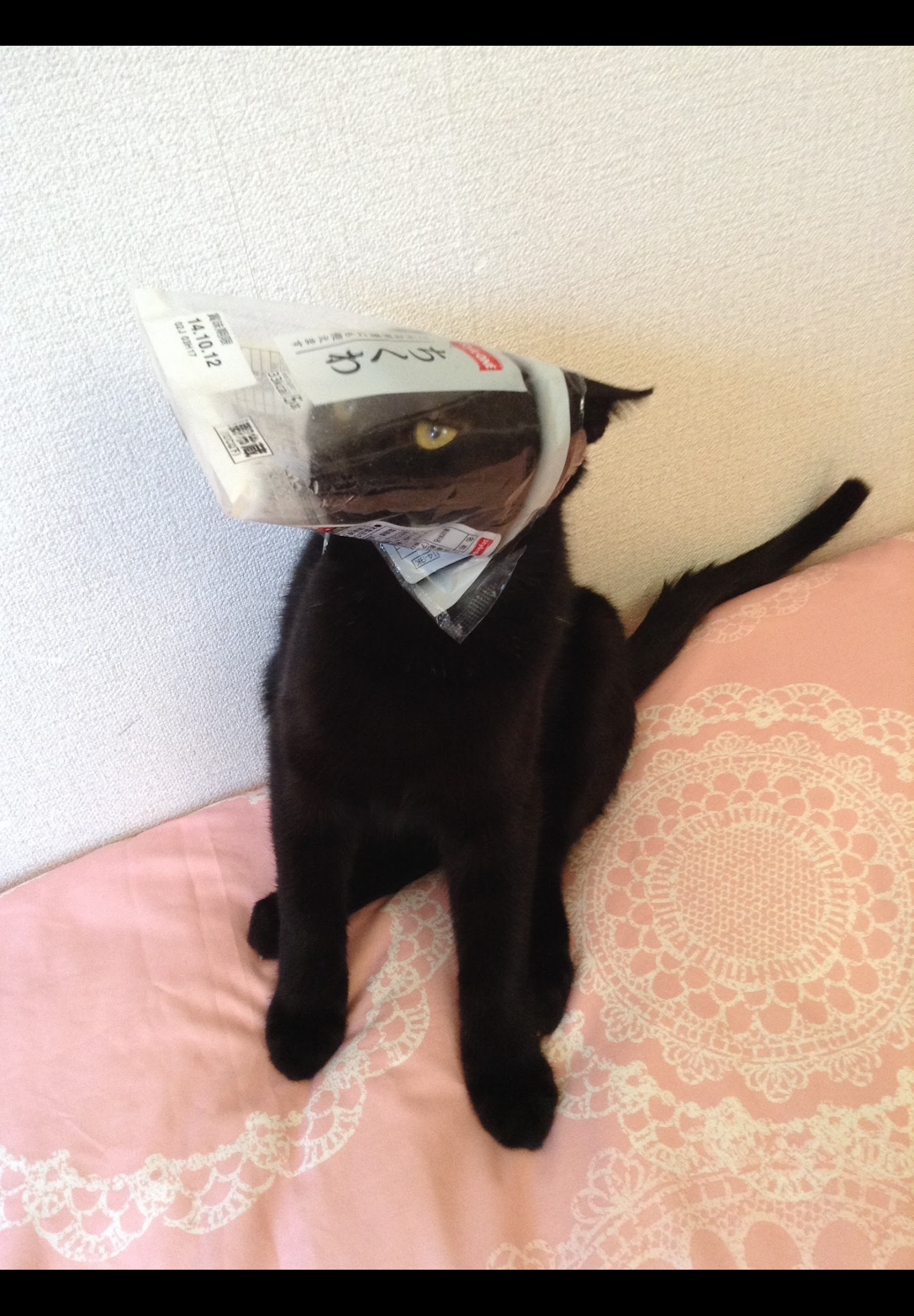 うちの猫が隠れていた場所