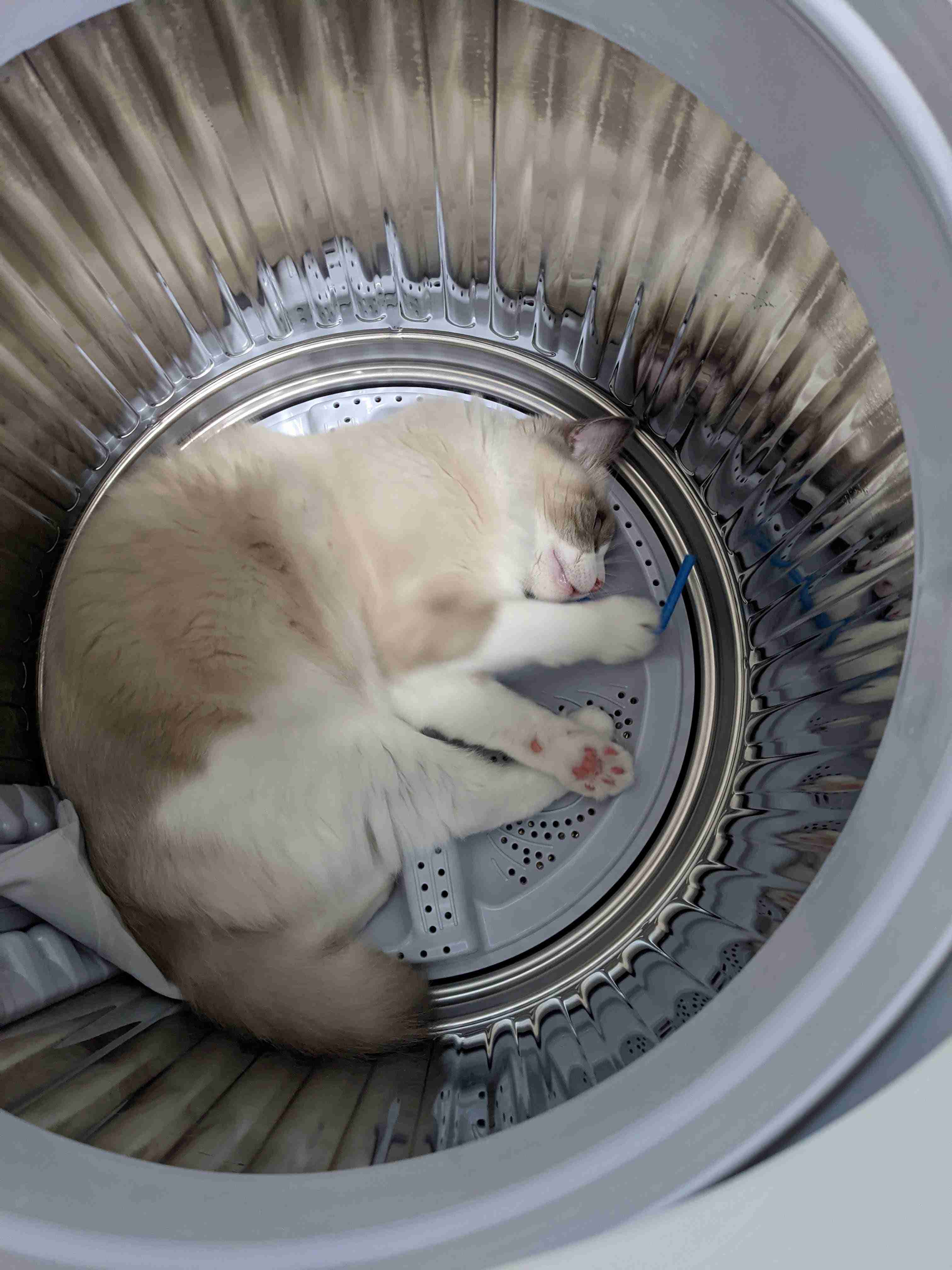 うちの猫が隠れていた場所