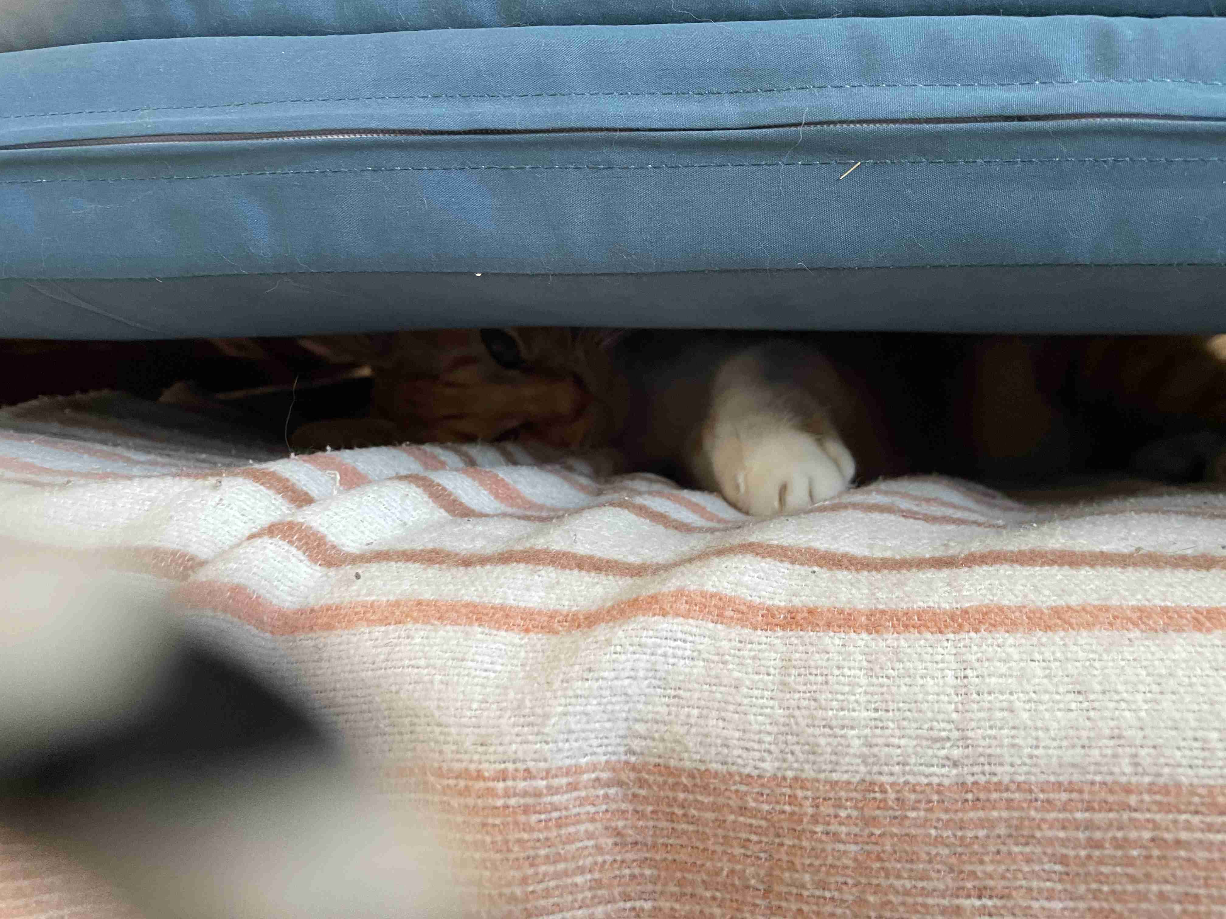 うちの猫が隠れていた場所