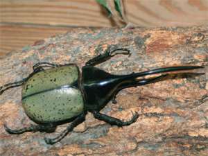カブトムシ・クワガタムシを飼ったことがある人