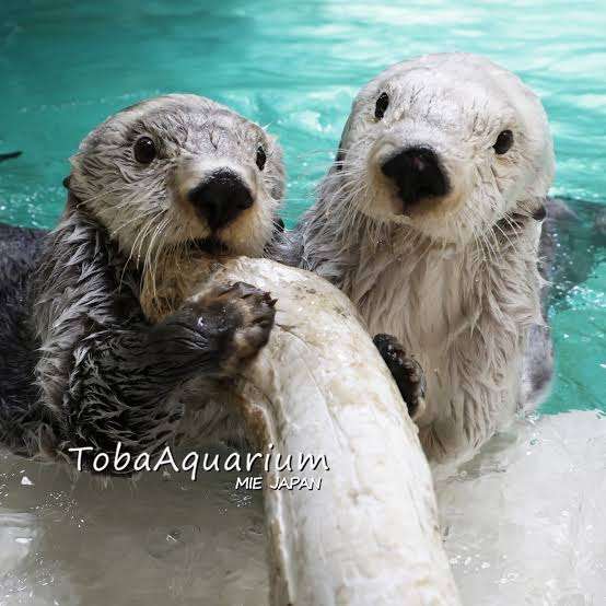 水族館のおすすめ