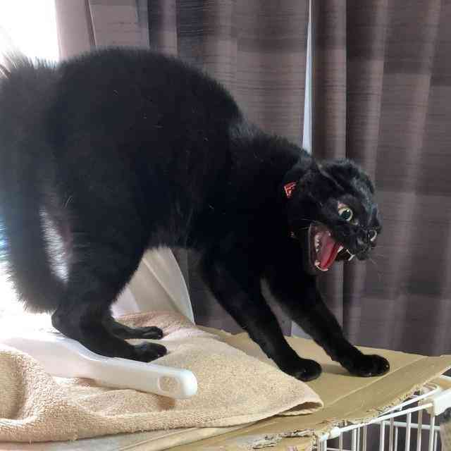 実家の猫が私にだけ懐かない