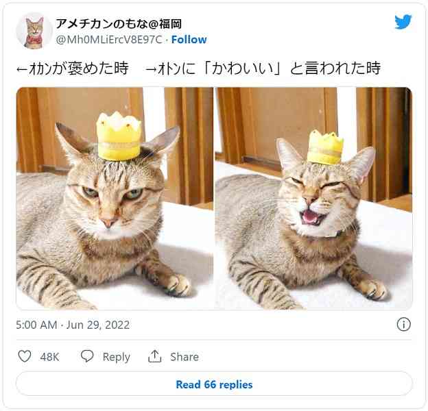 実家の猫が私にだけ懐かない