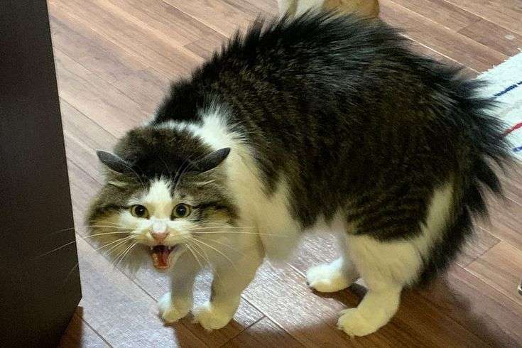 実家の猫が私にだけ懐かない