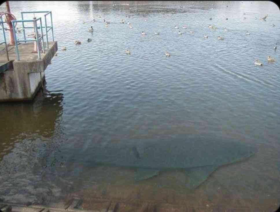 【閲覧注意】海や湖が怖くなる画像くださいPart4