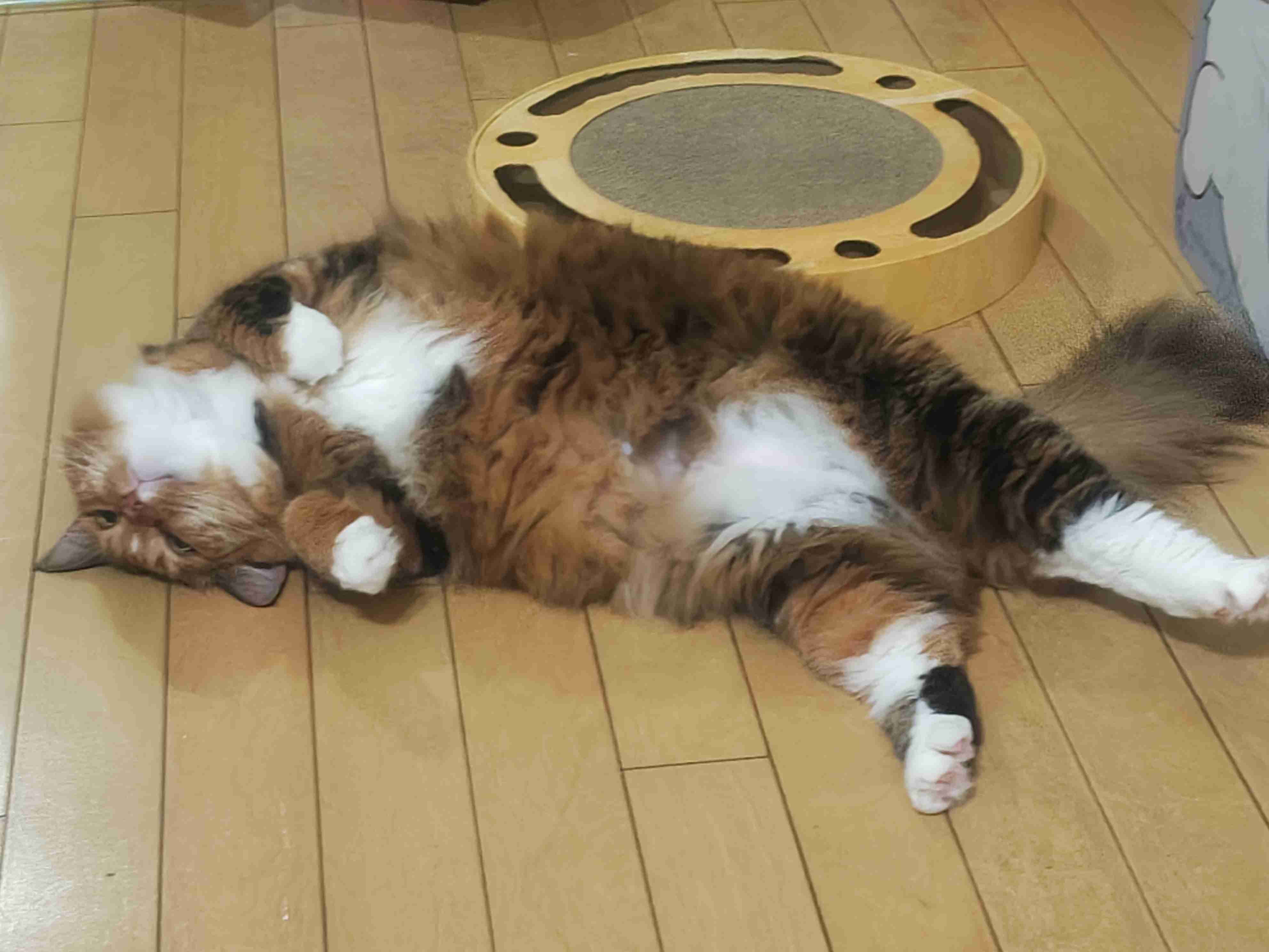 飼い猫の匂いを嗅いで一言