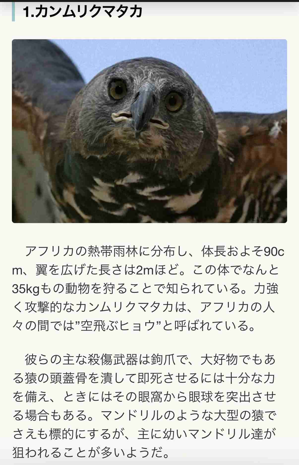 全ての生き物が同じ大きさになったら、何が一番最強かな？