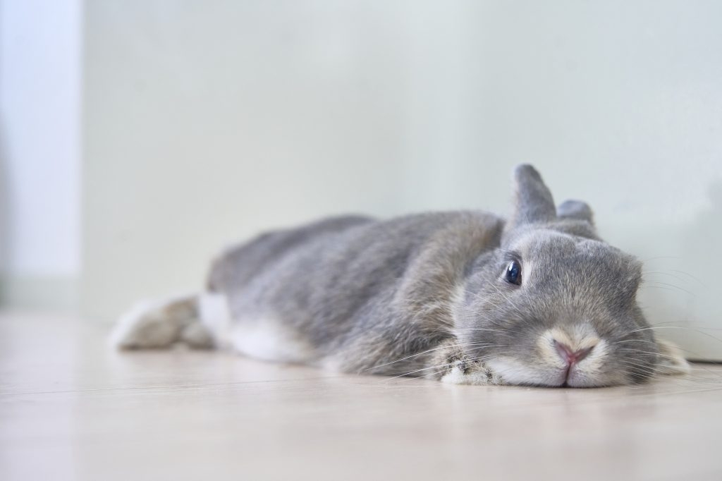 全ての生き物が同じ大きさになったら、何が一番最強かな？