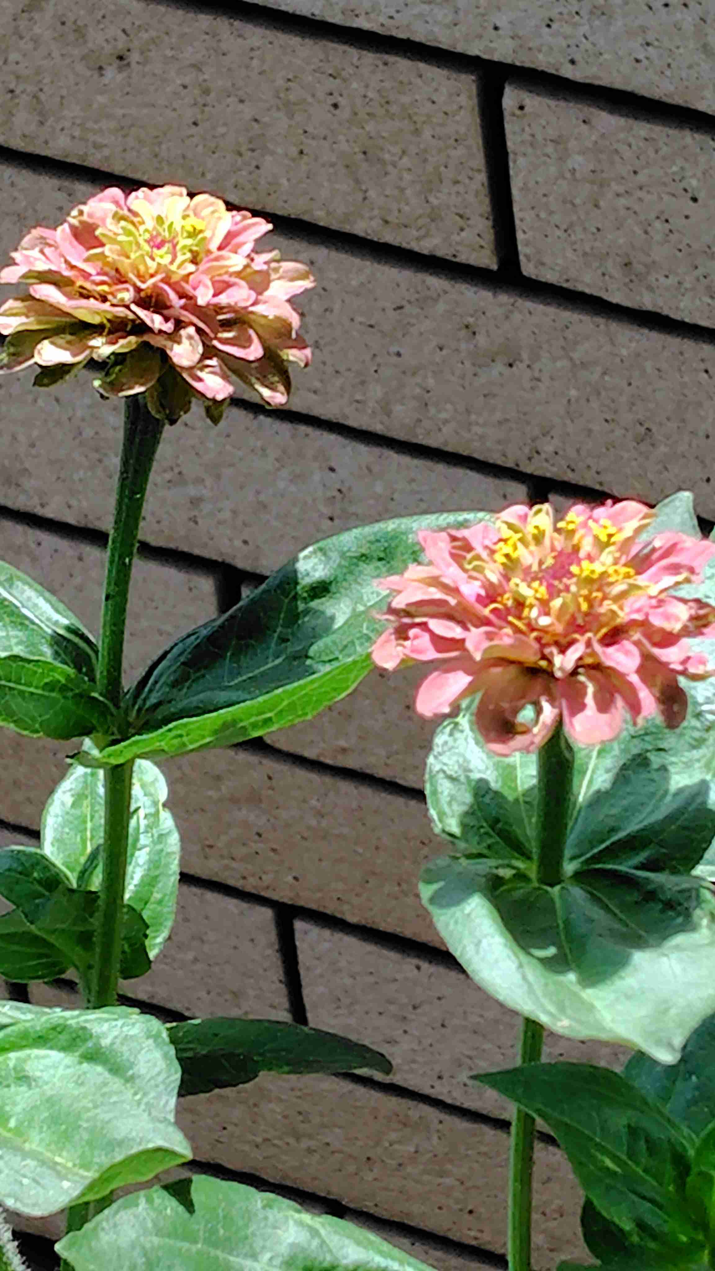 【ガーデニング】ガルちゃん園芸部【花・植物】part.58