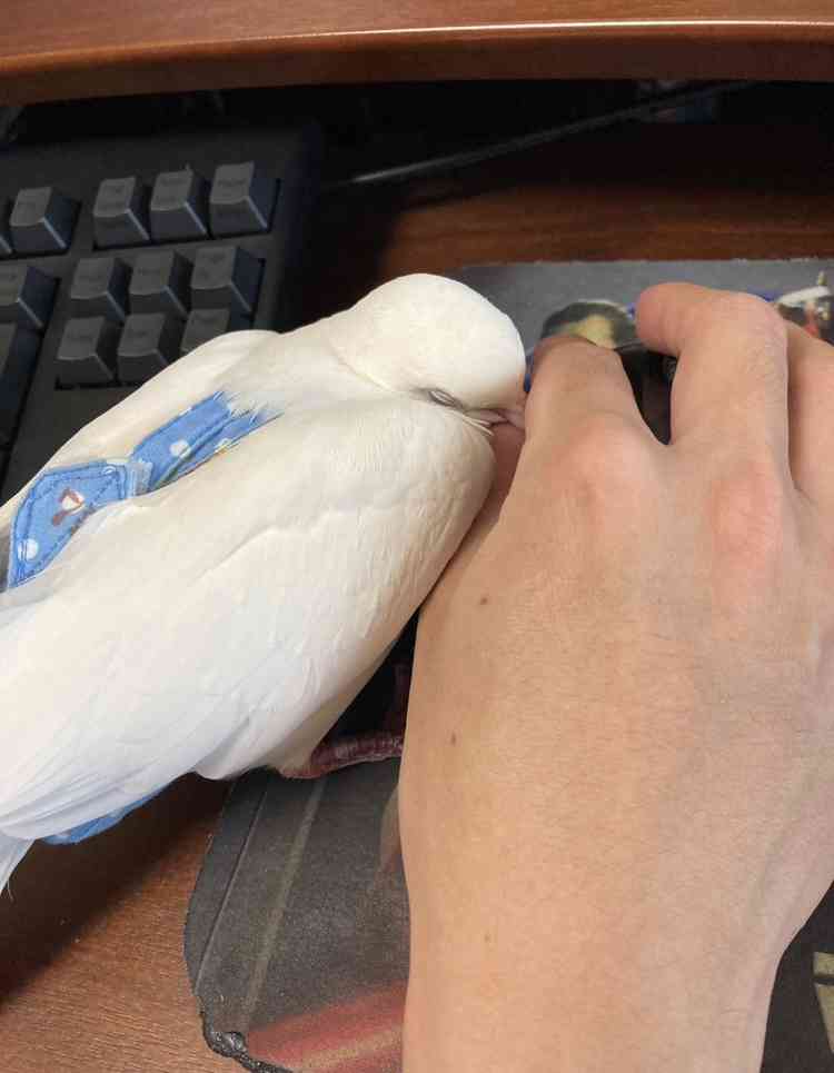 愛鳥にチネられますか？