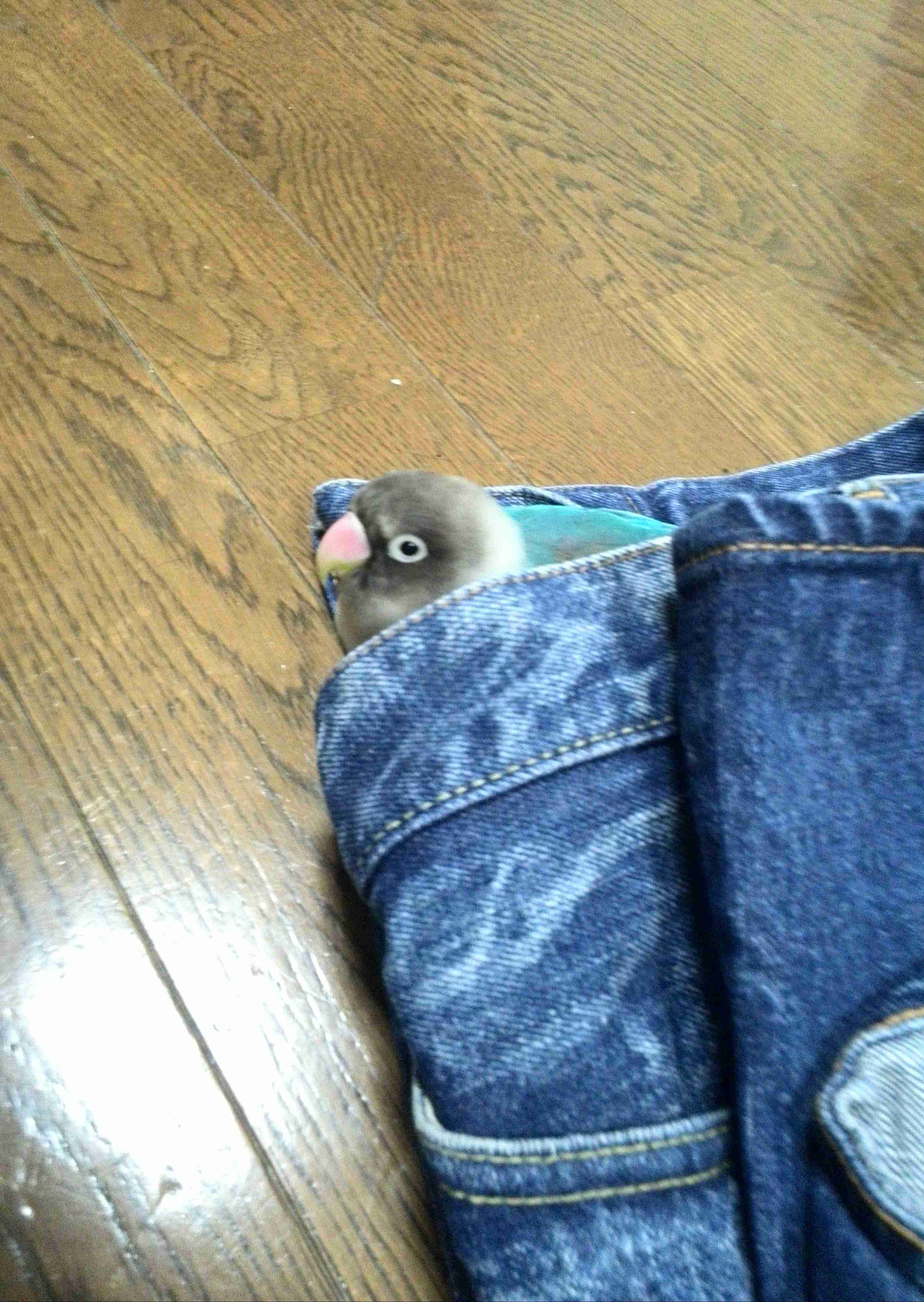 愛鳥にチネられますか？