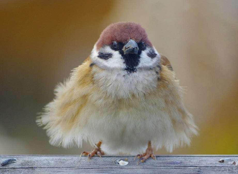 愛鳥にチネられますか？