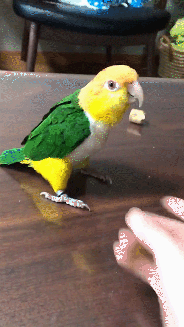 愛鳥にチネられますか？
