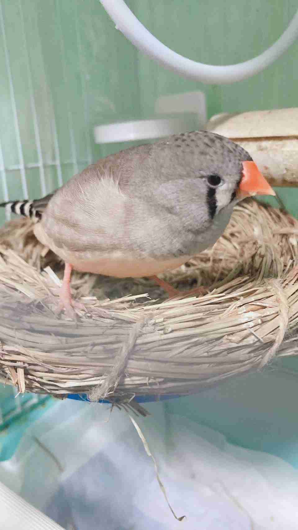 愛鳥にチネられますか？