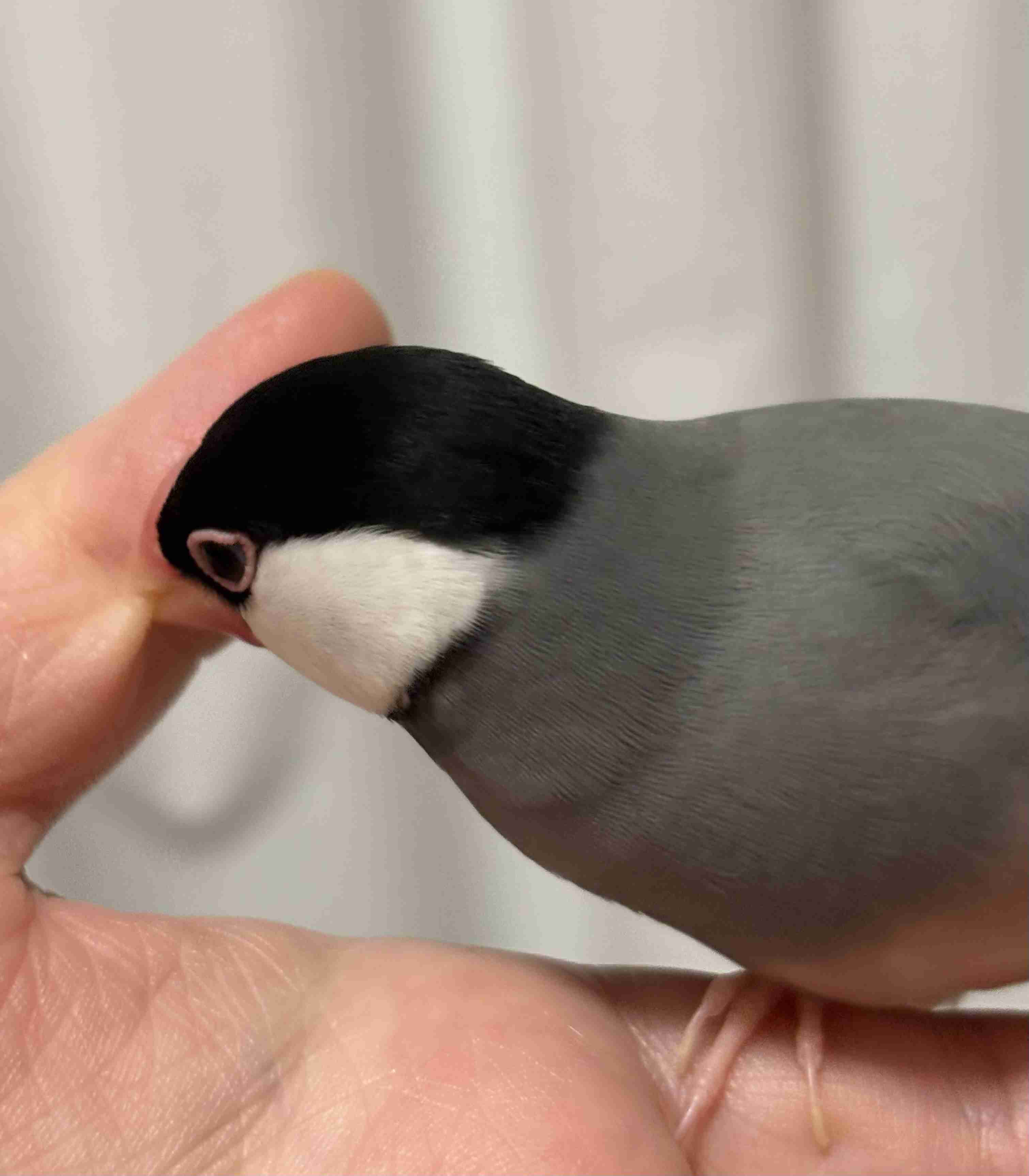 愛鳥にチネられますか？