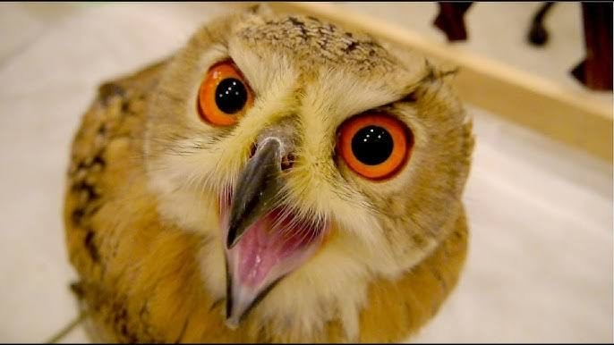 怒っている動物を載せるトピ