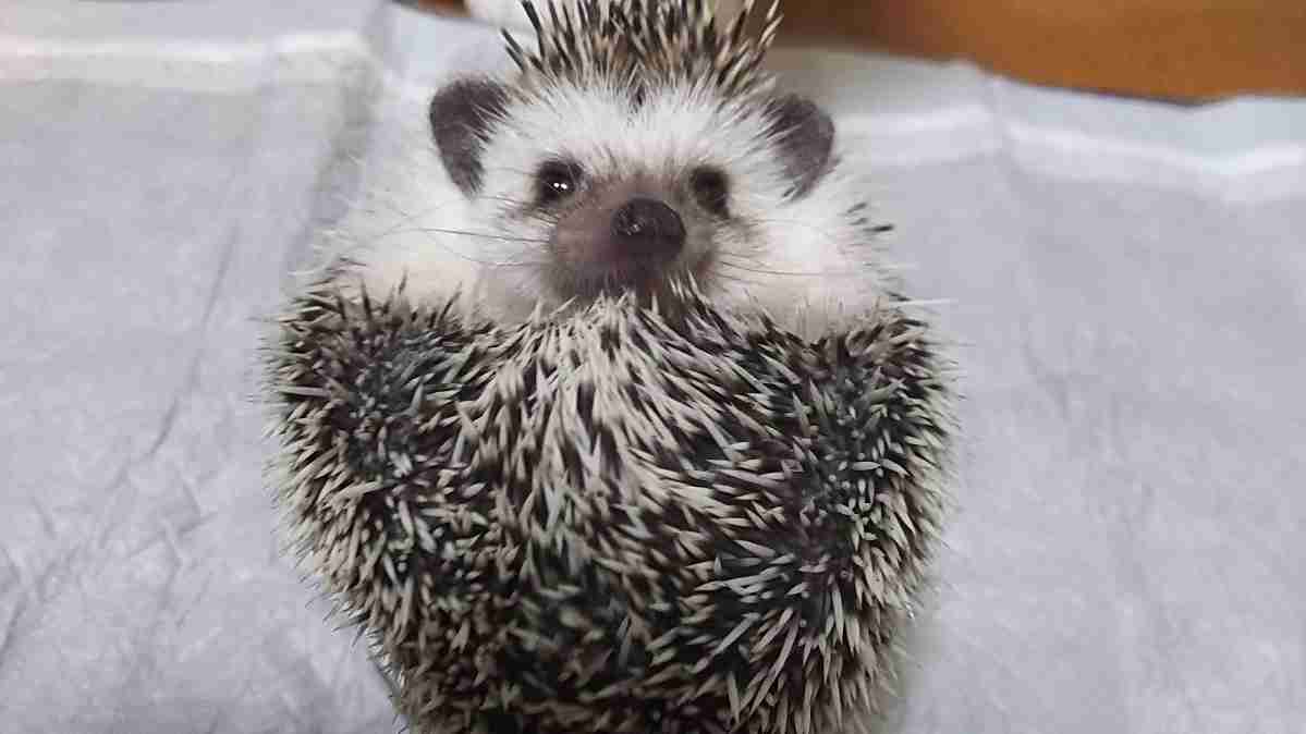 怒っている動物を載せるトピ