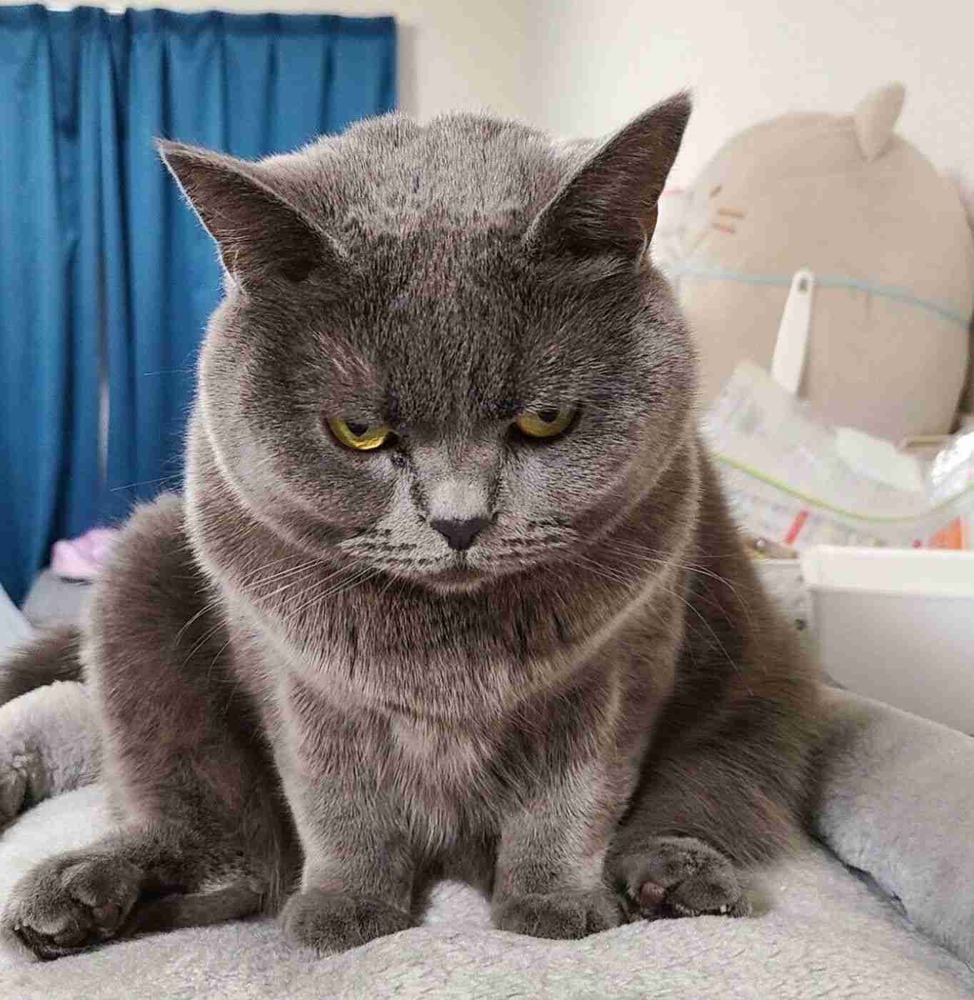 怒っている動物を載せるトピ