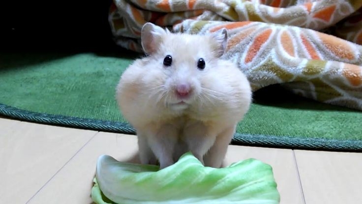 怒っている動物を載せるトピ