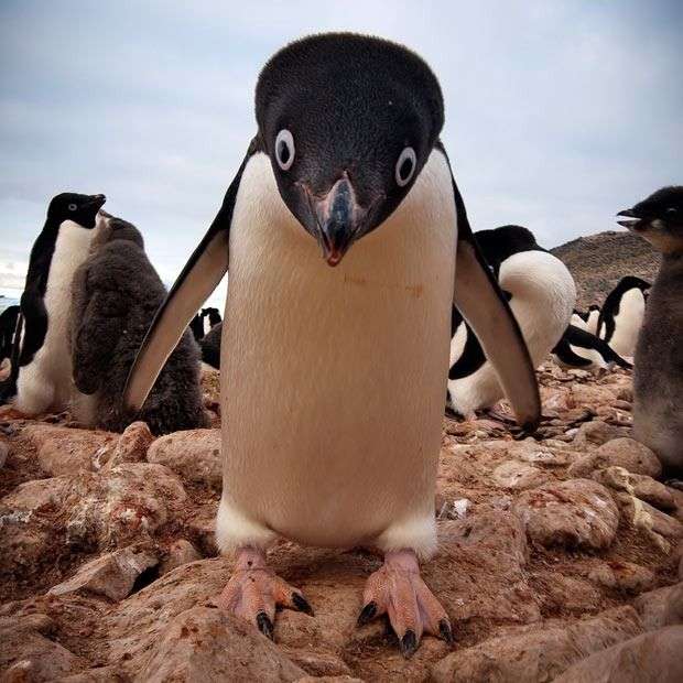 怒っている動物を載せるトピ