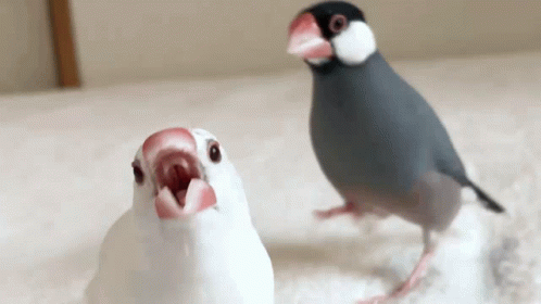 怒っている動物を載せるトピ