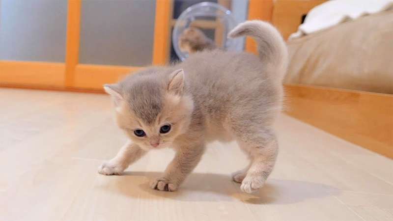 怒っている動物を載せるトピ