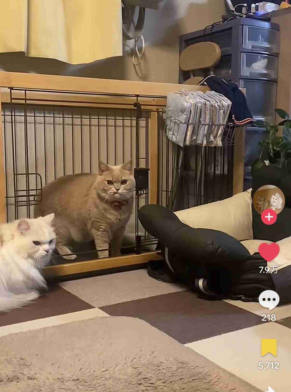 怒っている動物を載せるトピ