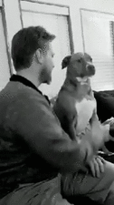 怒っている動物を載せるトピ