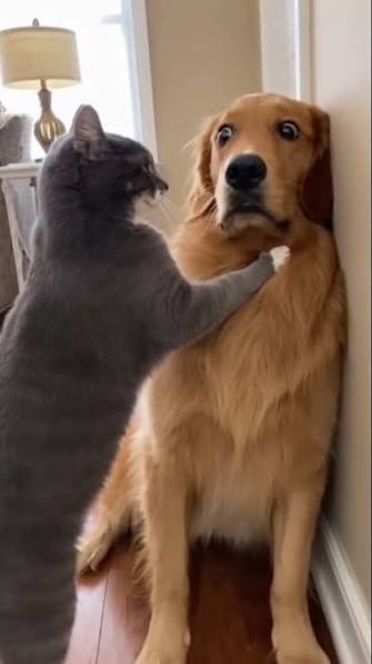 怒っている動物を載せるトピ