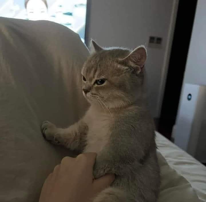 怒っている動物を載せるトピ