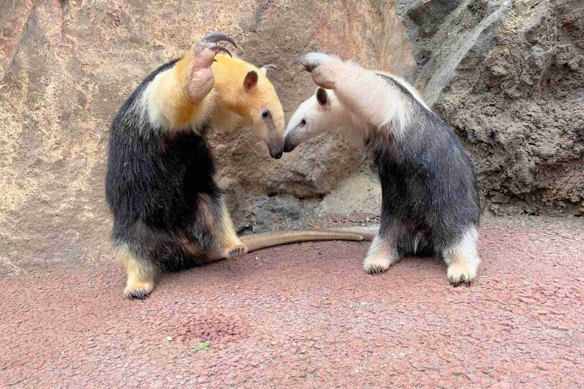 怒っている動物を載せるトピ
