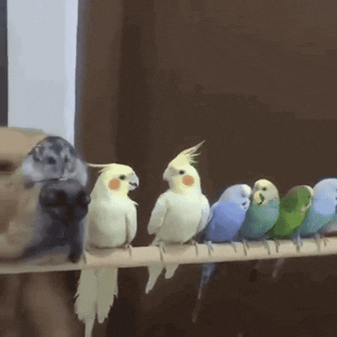 怒っている動物を載せるトピ