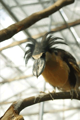 怒っている動物を載せるトピ