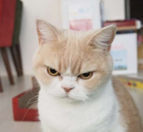 怒っている動物を載せるトピ