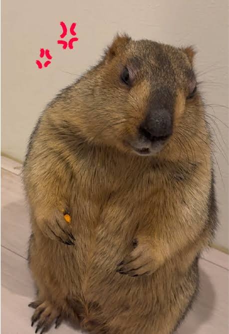 怒っている動物を載せるトピ