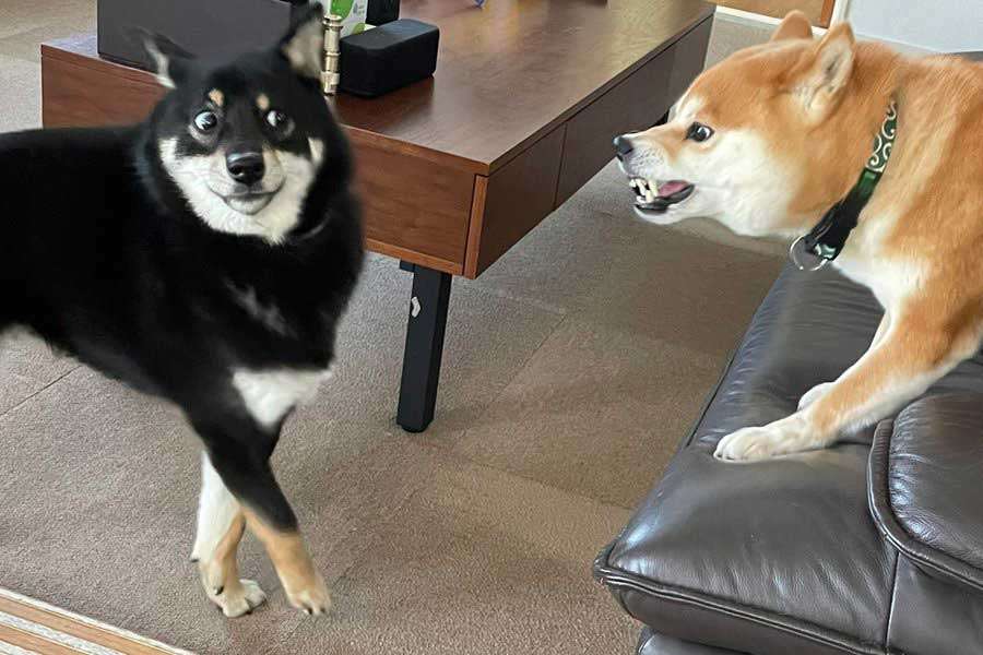 怒っている動物を載せるトピ