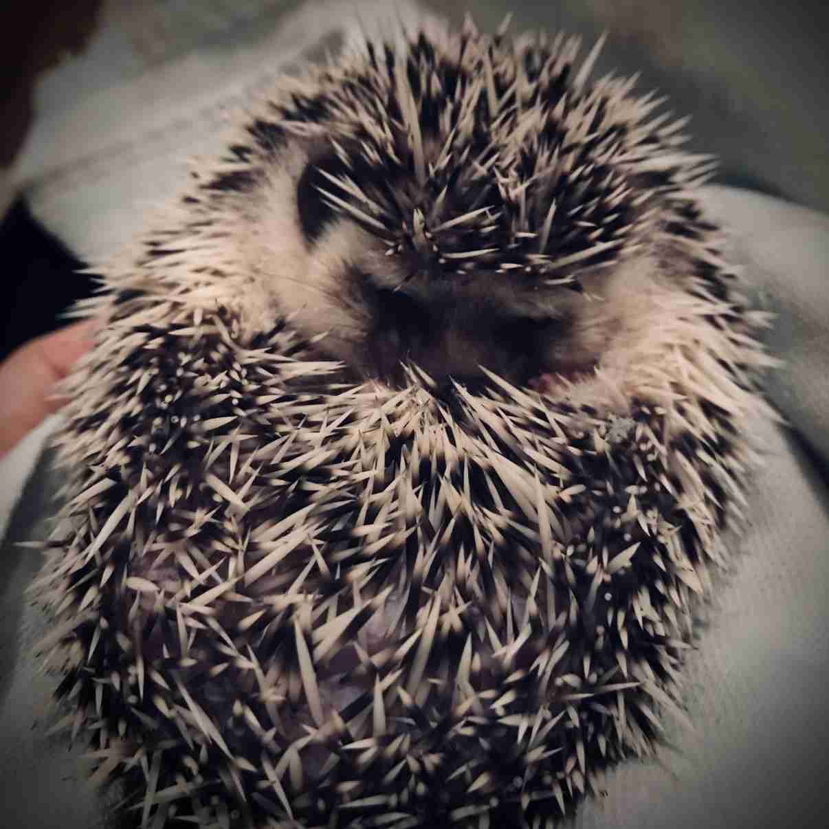 怒っている動物を載せるトピ
