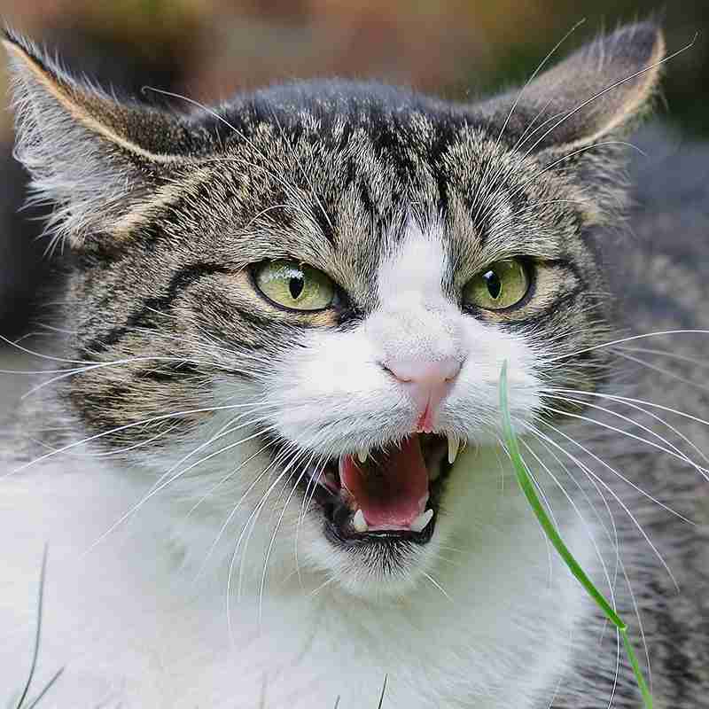怒っている動物を載せるトピ