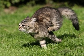 考える前に行動、って人いますか?