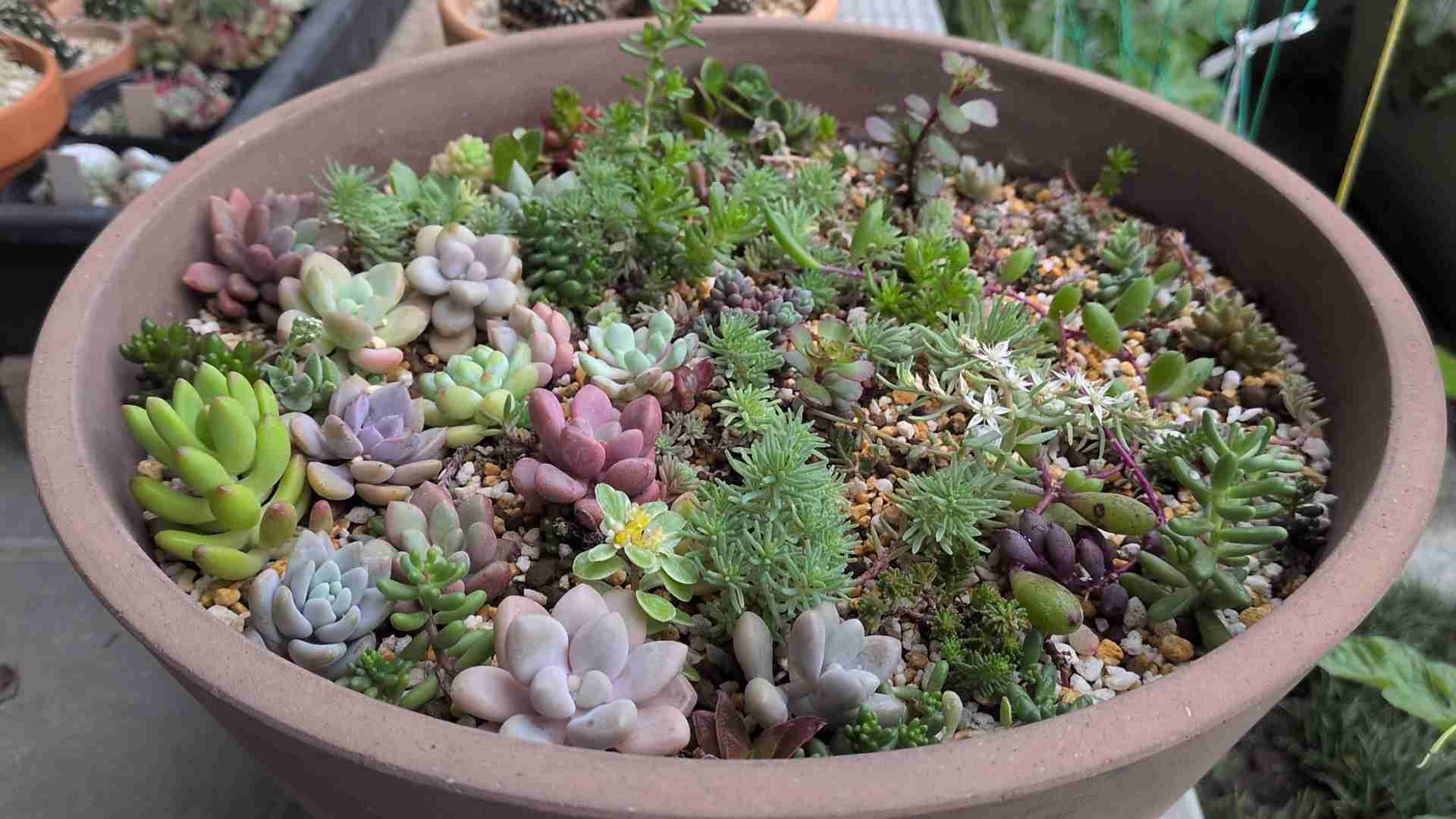 多肉植物愛好会🌵